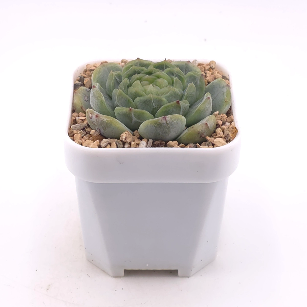Echeveria ‘Melaco' | 巧克力方磚 thumbnail 3