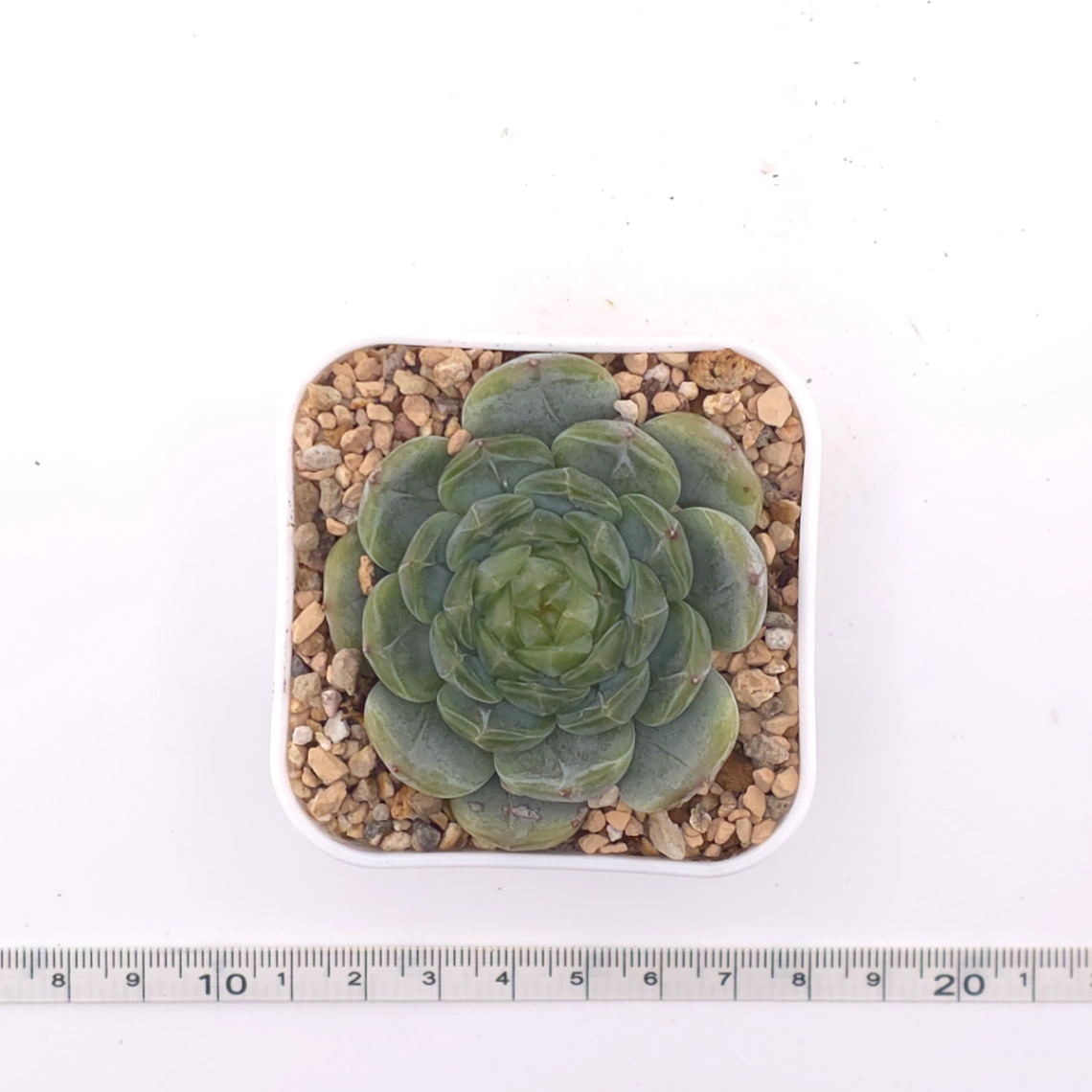 Echeveria ‘Melaco' | 巧克力方磚 thumbnail 4