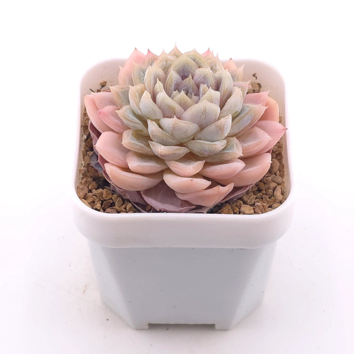 Echeveria ‘Mexican Snowball’ | 墨西哥雪球 thumbnail 2