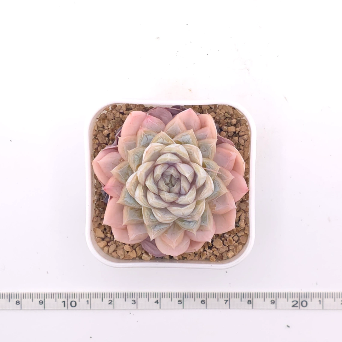 Echeveria ‘Mexican Snowball’ | 墨西哥雪球 thumbnail 4