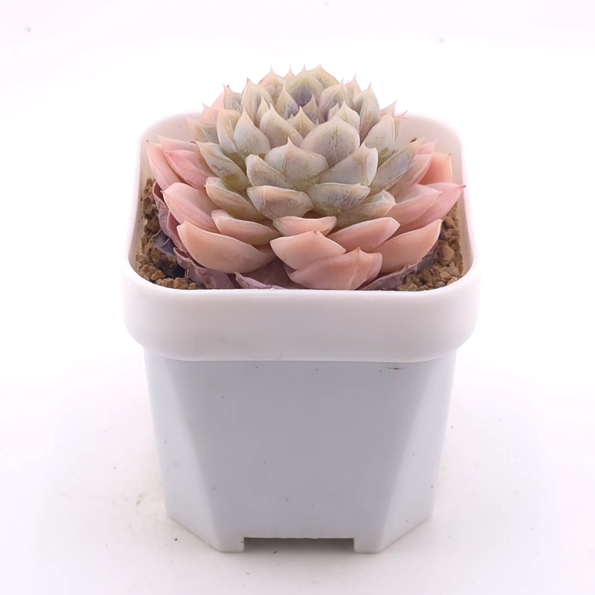 Echeveria ‘Mexican Snowball’ | 墨西哥雪球 thumbnail 3