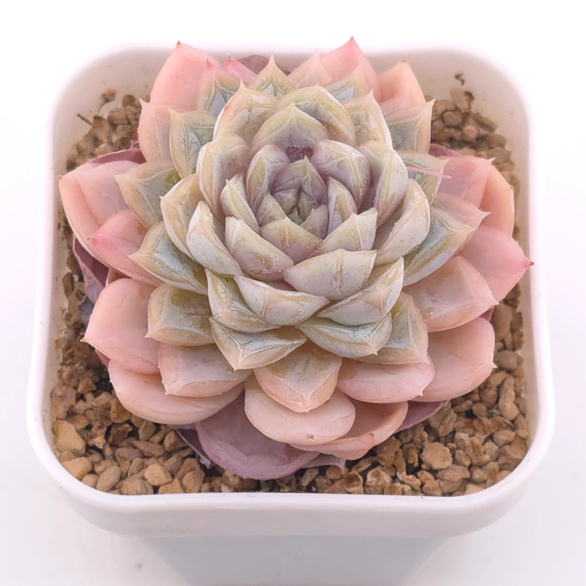 Echeveria ‘Mexican Snowball’ | 墨西哥雪球 - View 1
