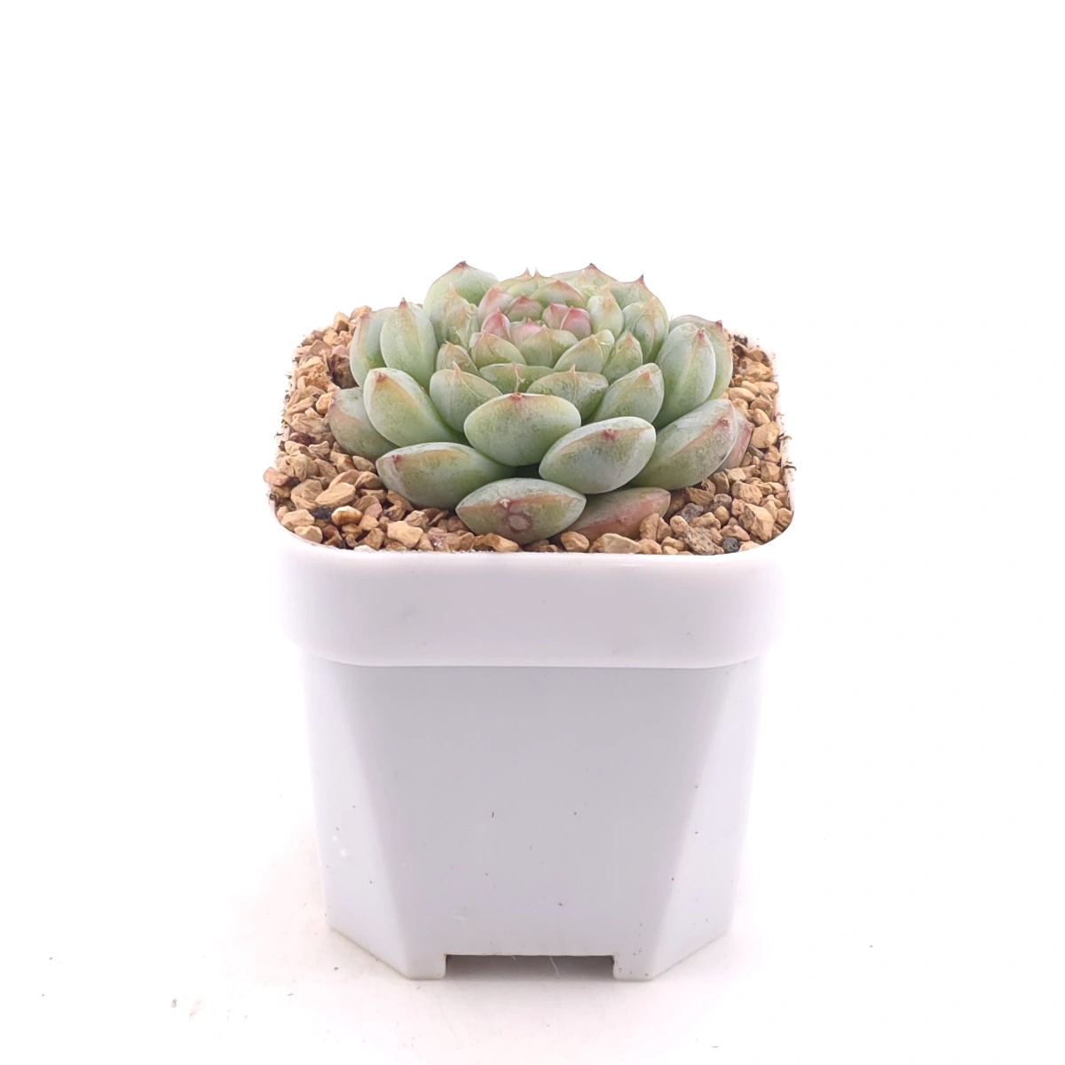 Echeveria ‘Mittal’ | 米塔爾 thumbnail 3