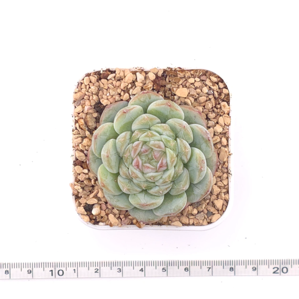 Echeveria ‘Mittal’ | 米塔爾 thumbnail 4