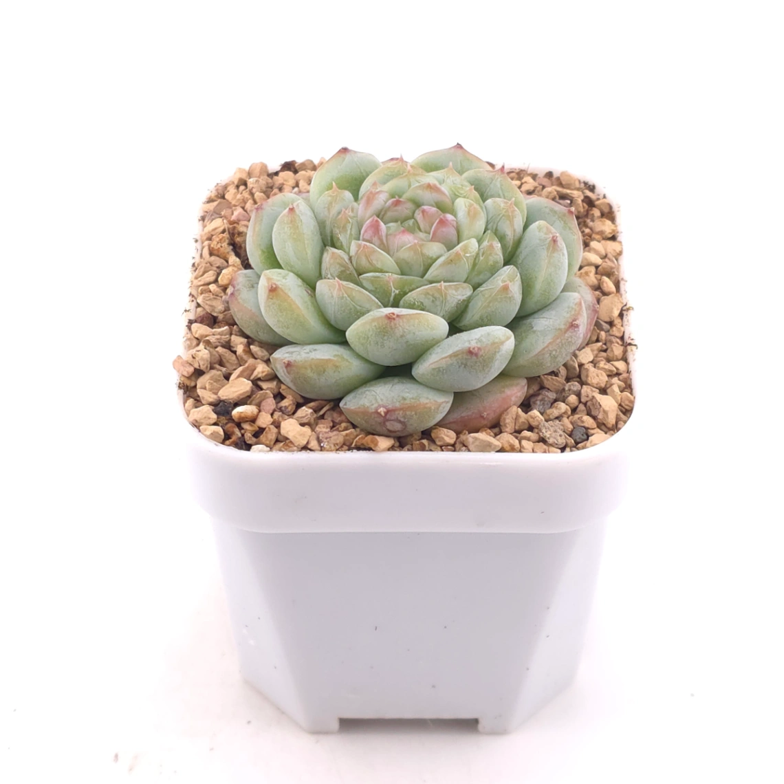 Echeveria ‘Mittal’ | 米塔爾 thumbnail 2