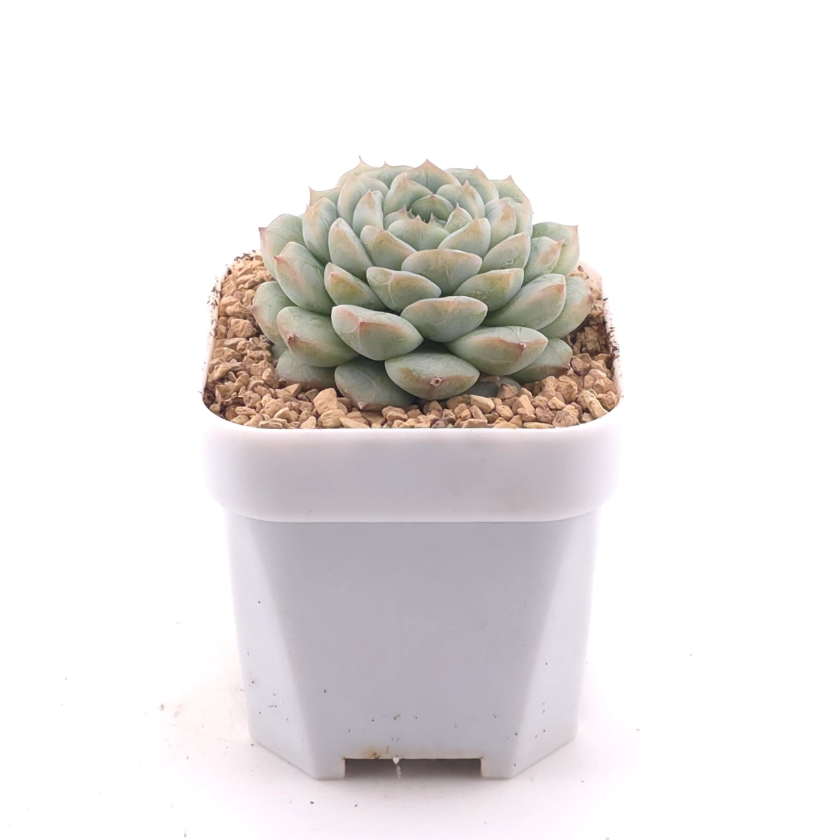 Echeveria ‘Mittal’ | 米塔爾 thumbnail 3