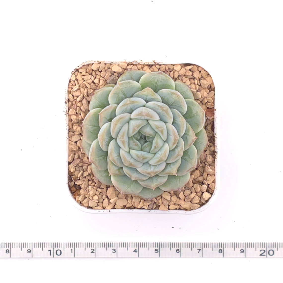 Echeveria ‘Mittal’ | 米塔爾 thumbnail 4