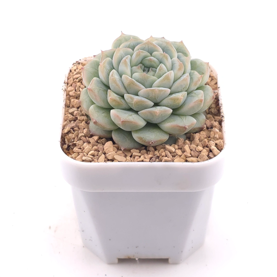 Echeveria ‘Mittal’ | 米塔爾 thumbnail 2