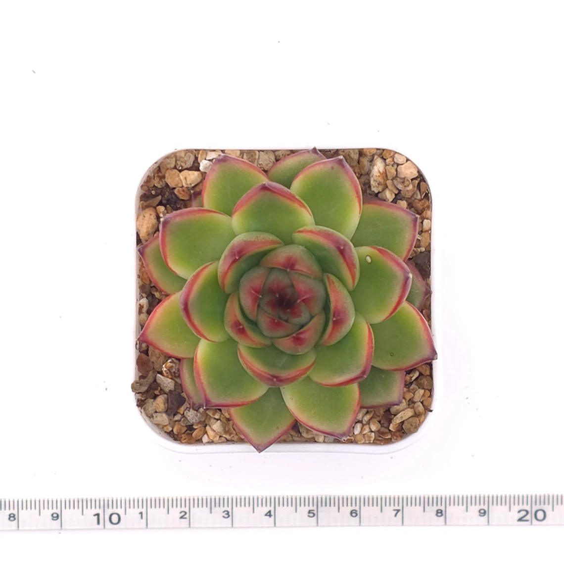 Echeveria ‘Moonstone’ | 月亮石 thumbnail 4