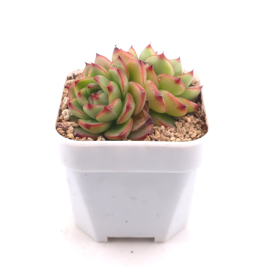 Echeveria ‘Moonstone’ | 月亮石 thumbnail 3