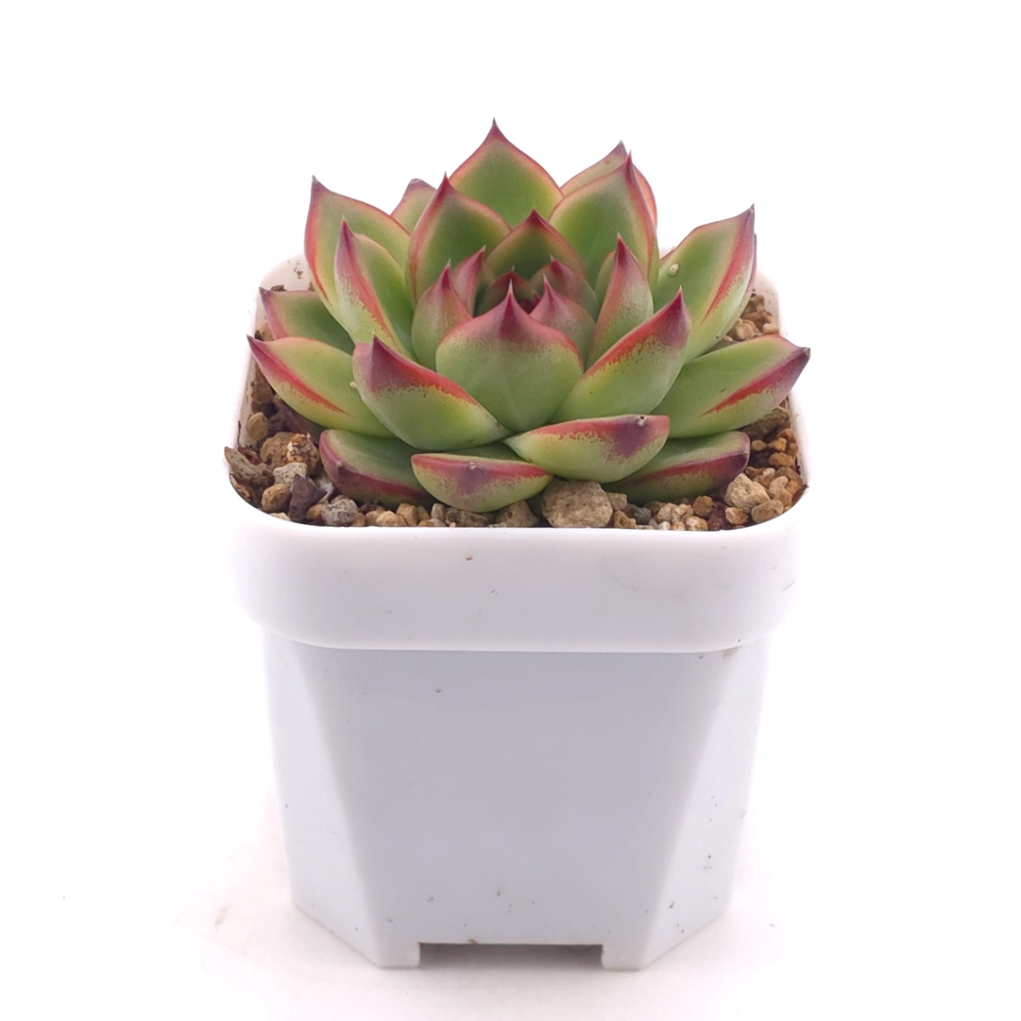 Echeveria ‘Moonstone’ | 月亮石 thumbnail 3
