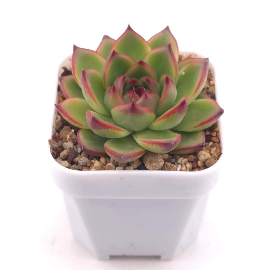 Echeveria ‘Moonstone’ | 月亮石 thumbnail 2