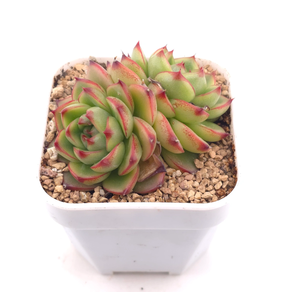 Echeveria ‘Moonstone’ | 月亮石 thumbnail 2