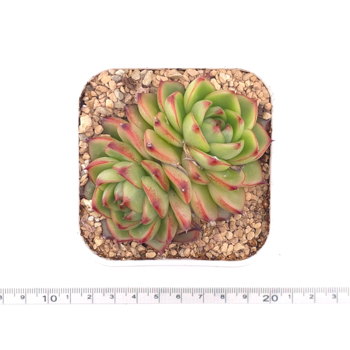 Echeveria ‘Moonstone’ | 月亮石 thumbnail 4