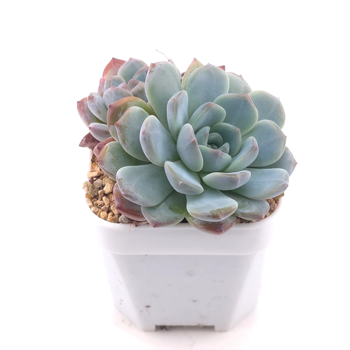Echeveria ‘Mulan’ | 木蘭 thumbnail 2