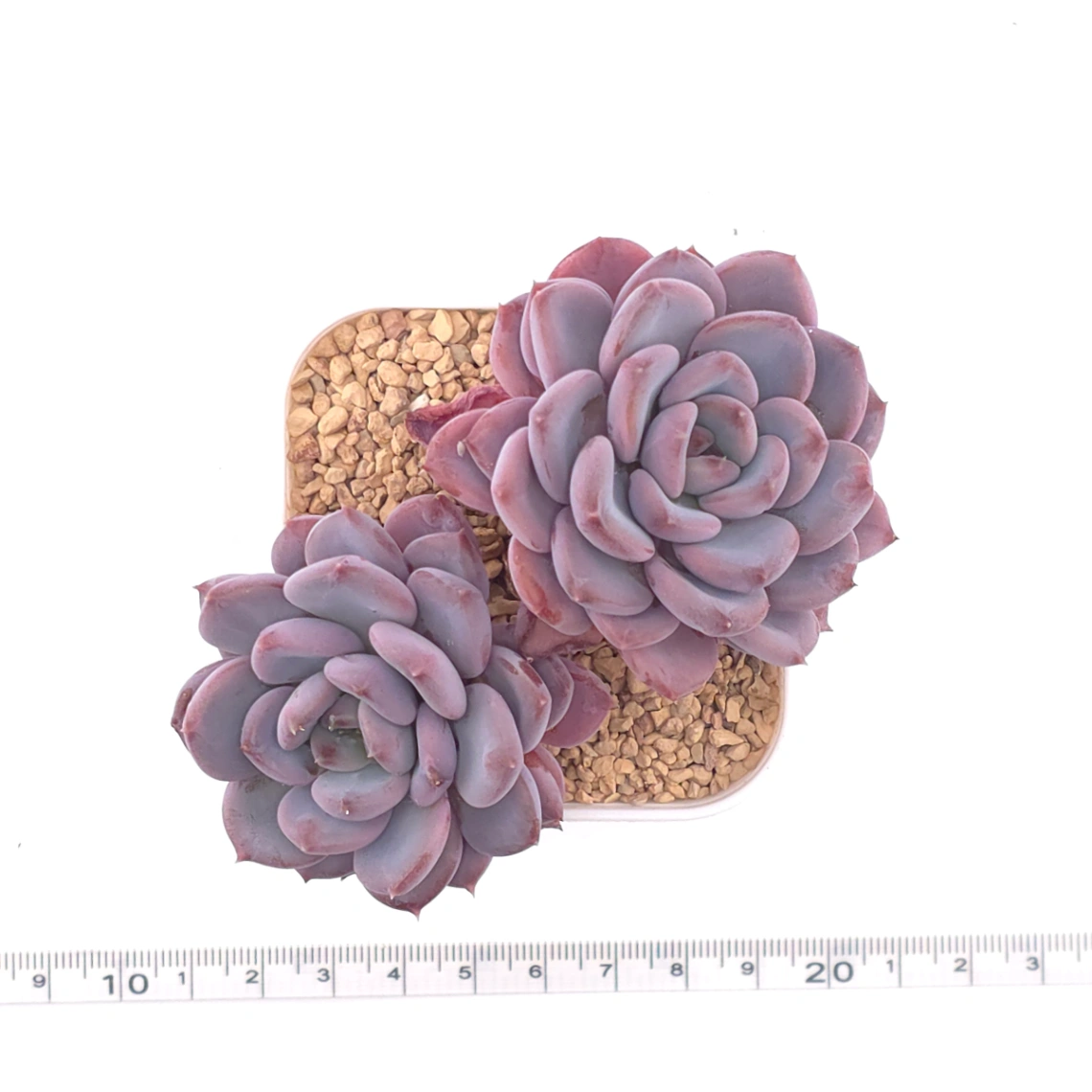 Echeveria ‘Mulan’ | 木蘭 thumbnail 4