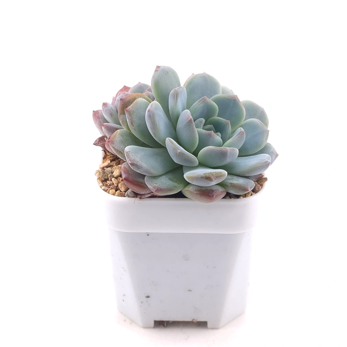 Echeveria ‘Mulan’ | 木蘭 thumbnail 3