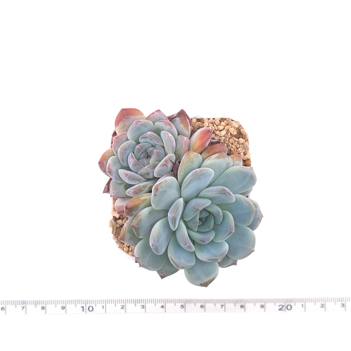 Echeveria ‘Mulan’ | 木蘭 thumbnail 4