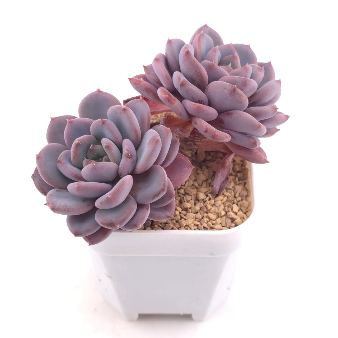 Echeveria ‘Mulan’ | 木蘭 thumbnail 2