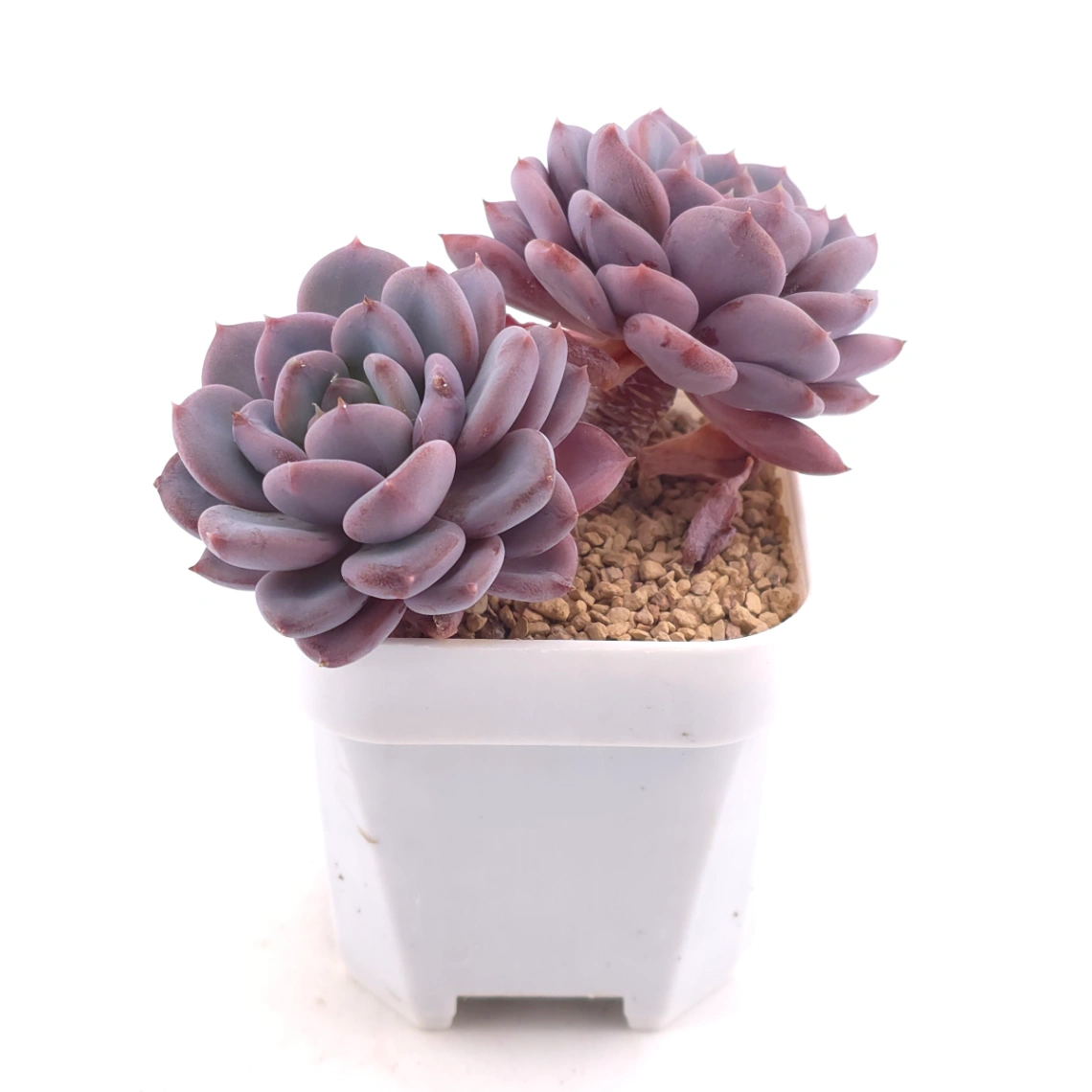 Echeveria ‘Mulan’ | 木蘭 thumbnail 3