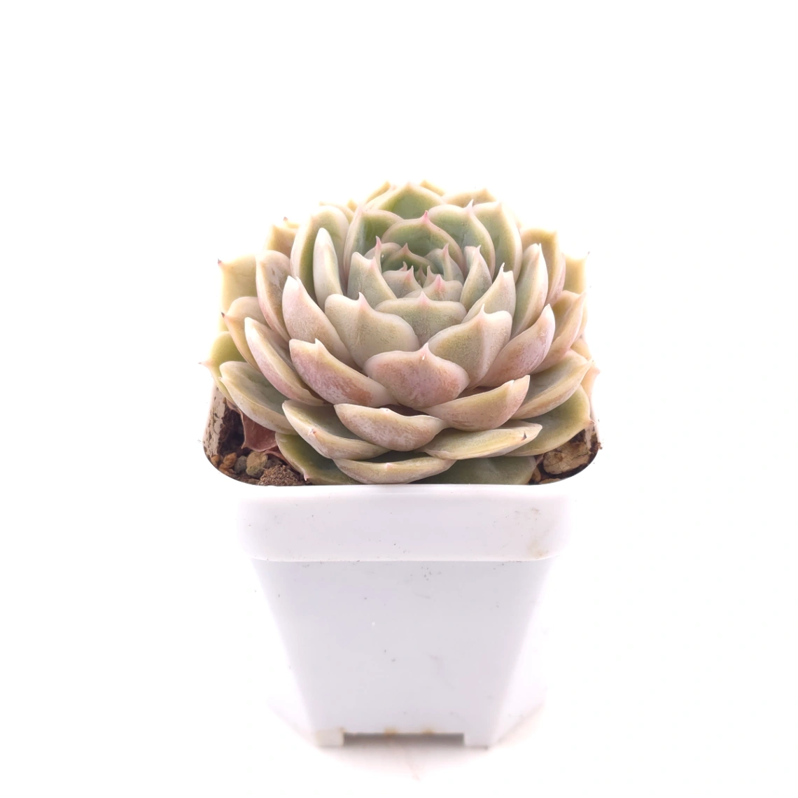Echeveria ‘Onslow’ | 昂斯諾 thumbnail 3