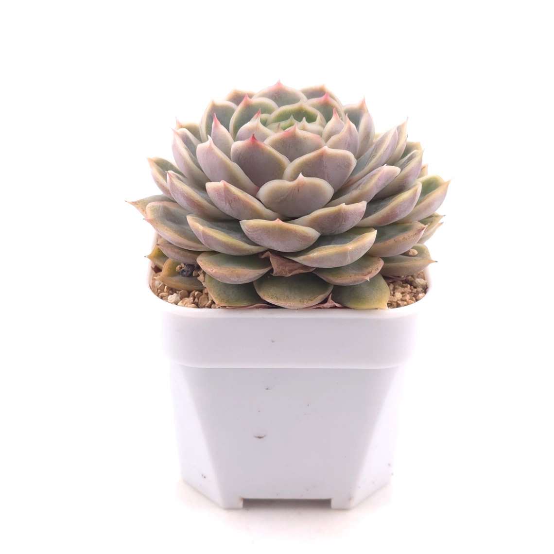 Echeveria ‘Onslow’ | 昂斯諾 thumbnail 3