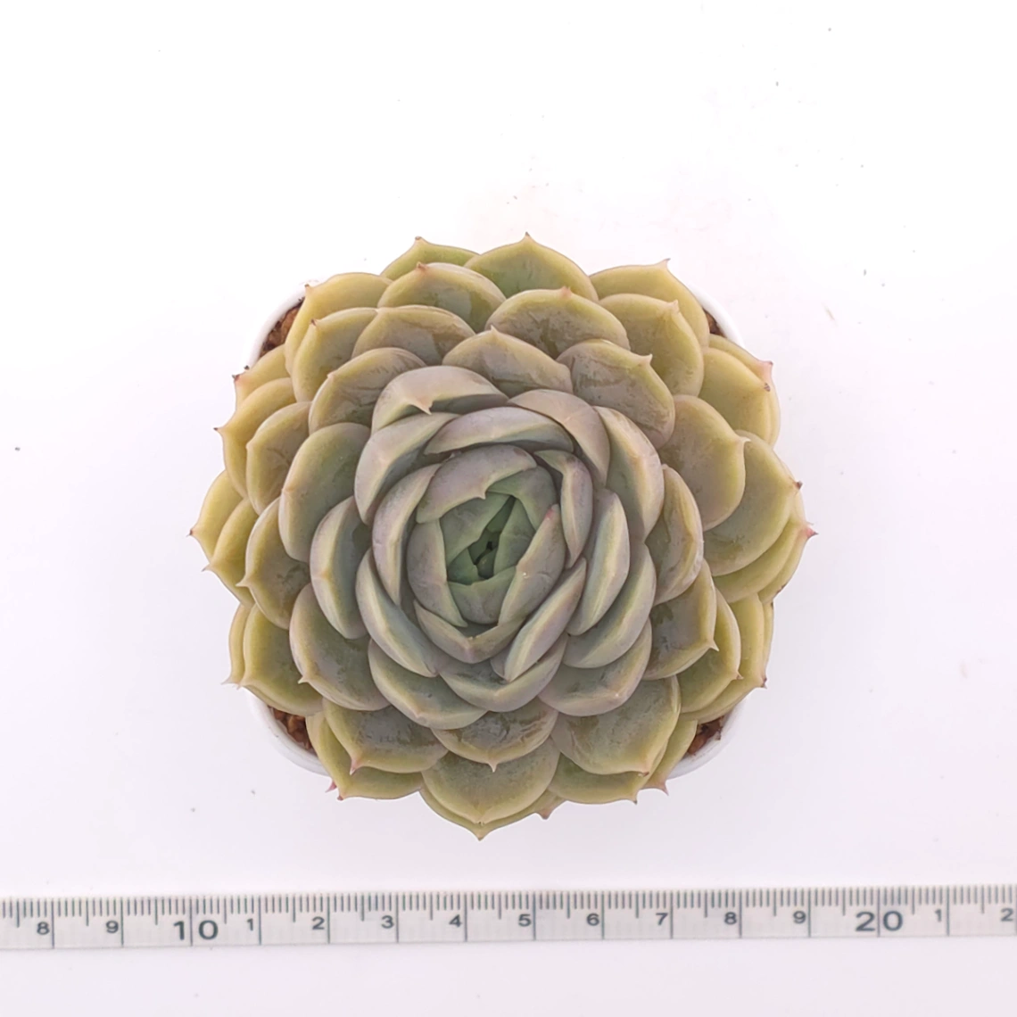 Echeveria ‘Onslow’ | 昂斯諾 thumbnail 4