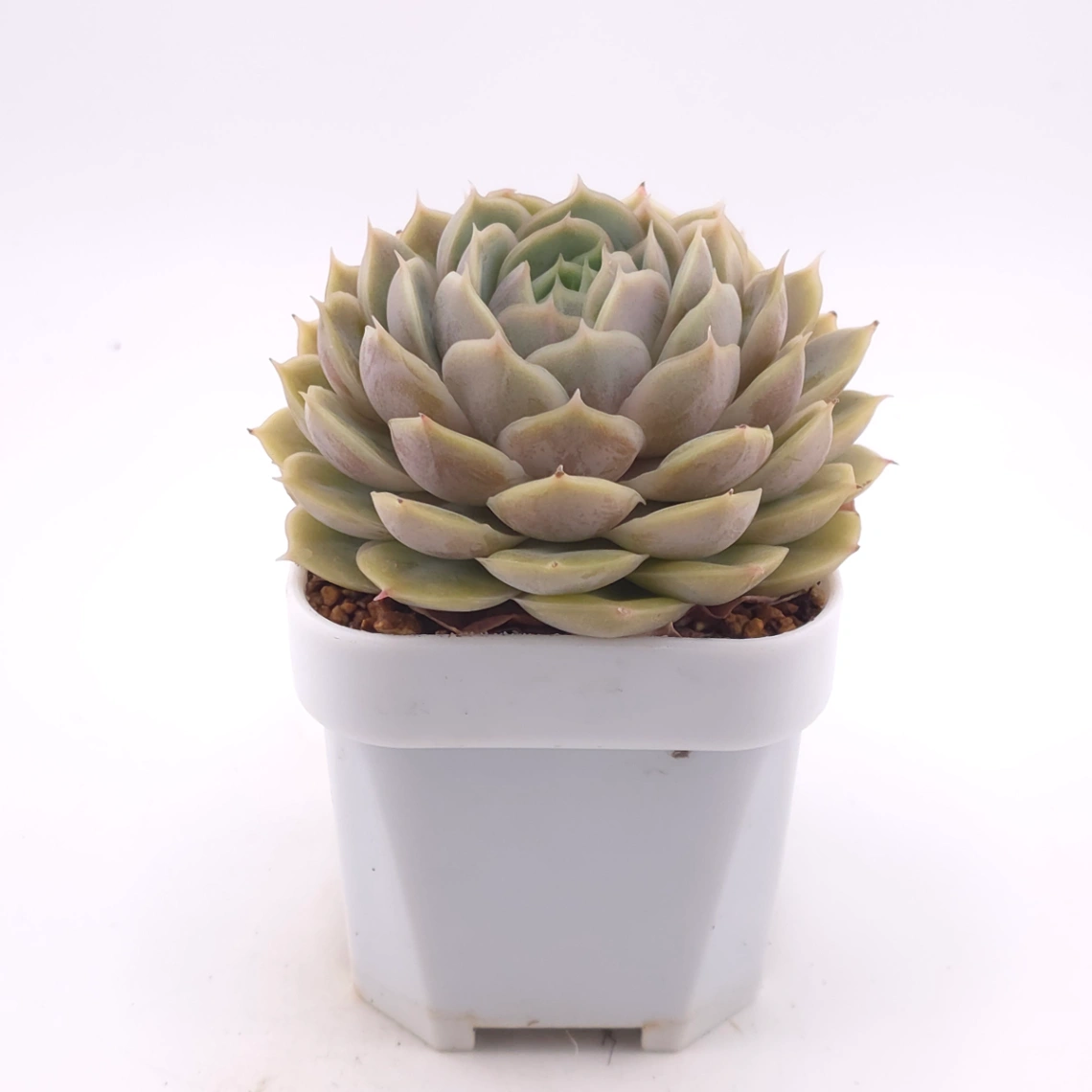 Echeveria ‘Onslow’ | 昂斯諾 thumbnail 3