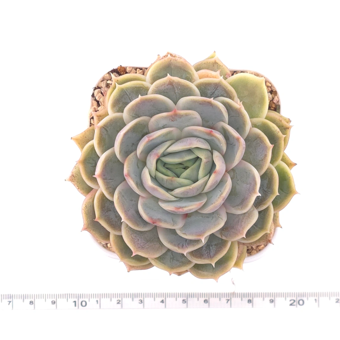 Echeveria ‘Onslow’ | 昂斯諾 thumbnail 4