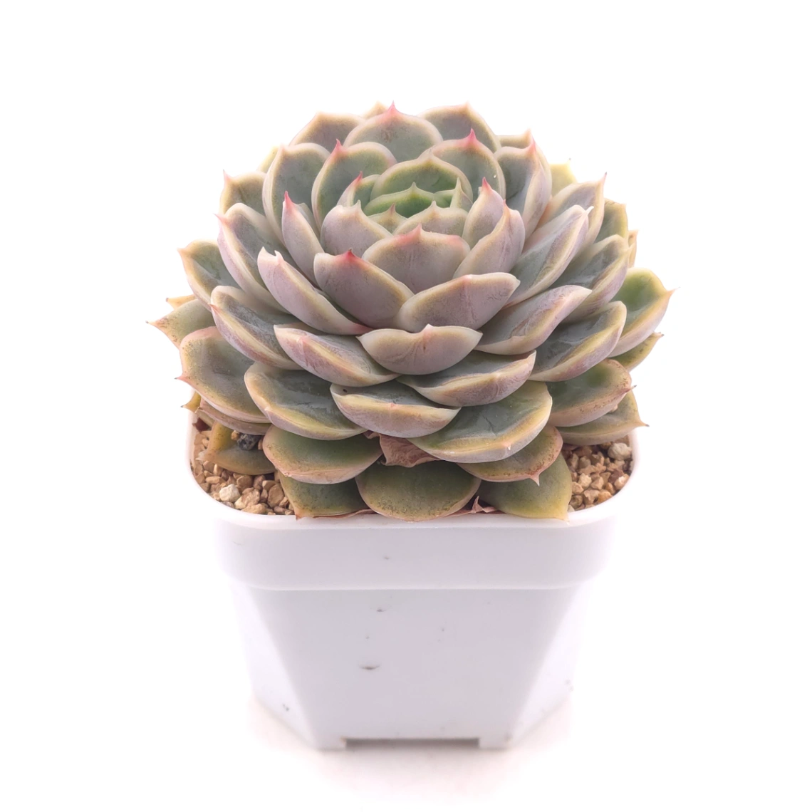 Echeveria ‘Onslow’ | 昂斯諾 thumbnail 2