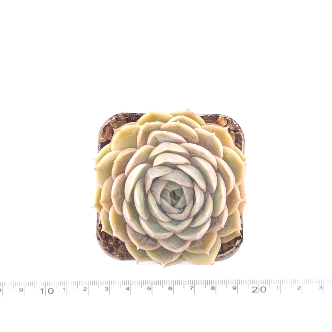 Echeveria ‘Onslow’ | 昂斯諾 thumbnail 4