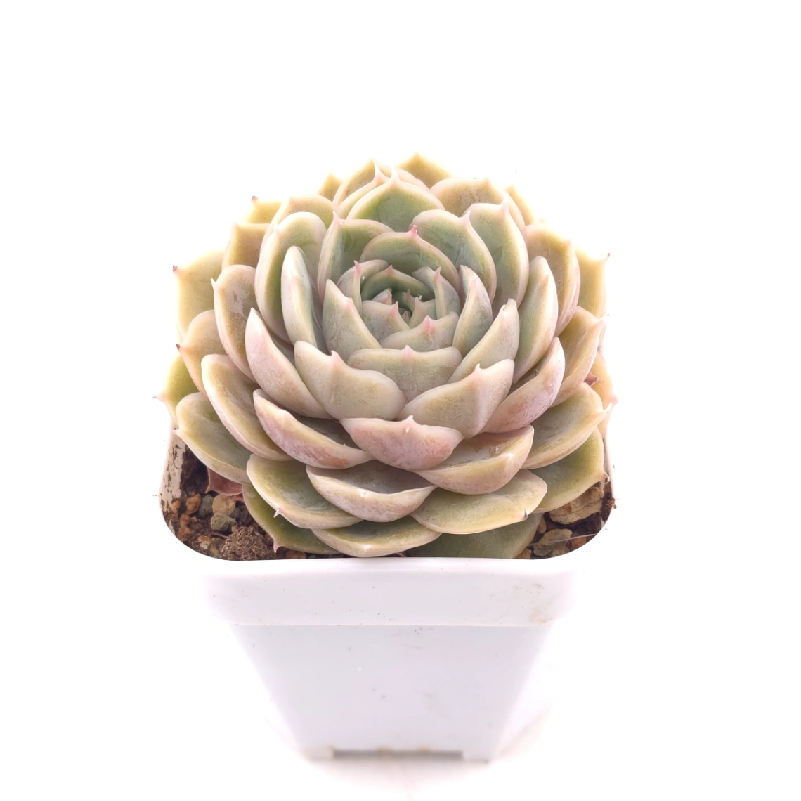 Echeveria ‘Onslow’ | 昂斯諾 thumbnail 2