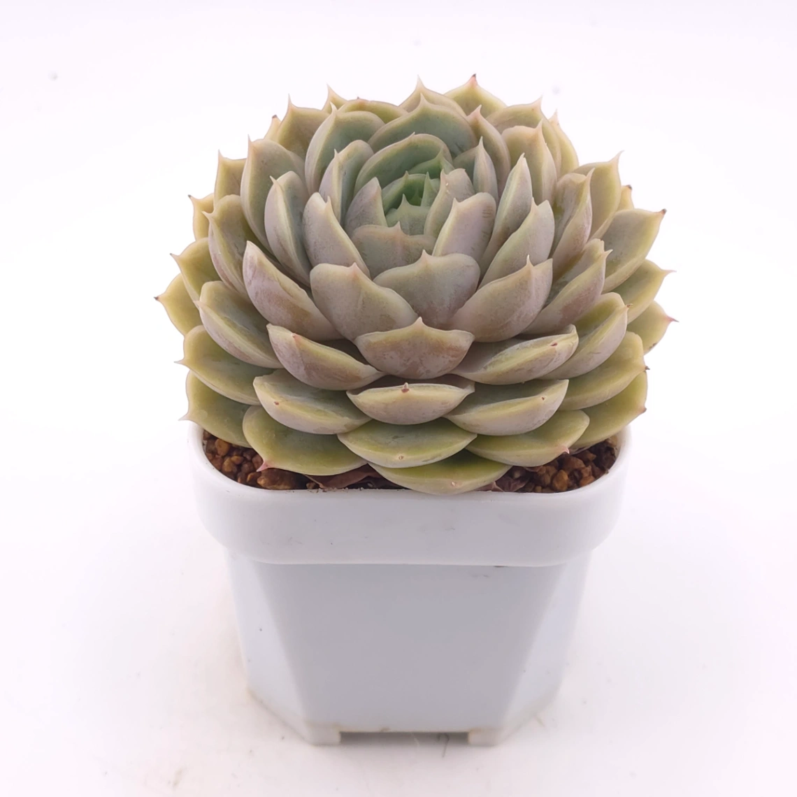 Echeveria ‘Onslow’ | 昂斯諾 thumbnail 2