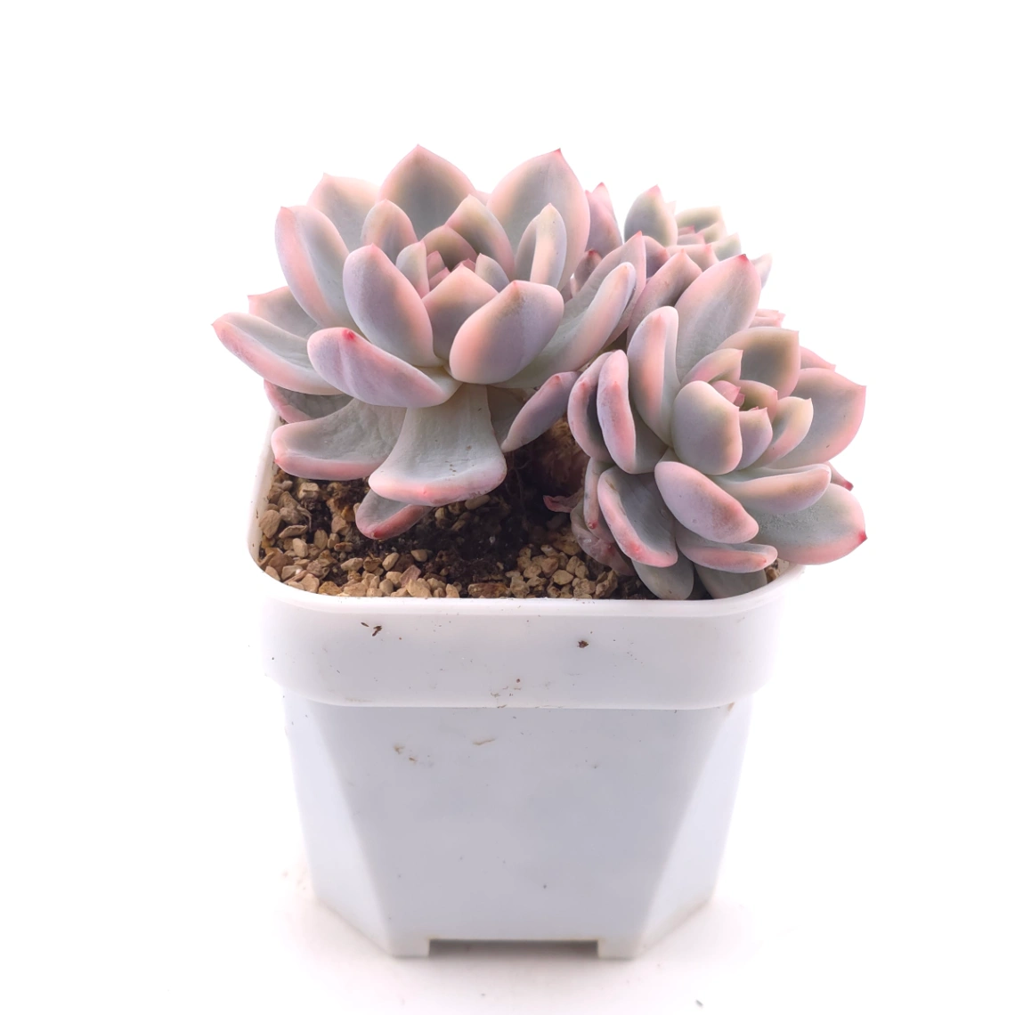 Echeveria ‘Orange Monroe’ variegated | 橙夢露錦 thumbnail 3