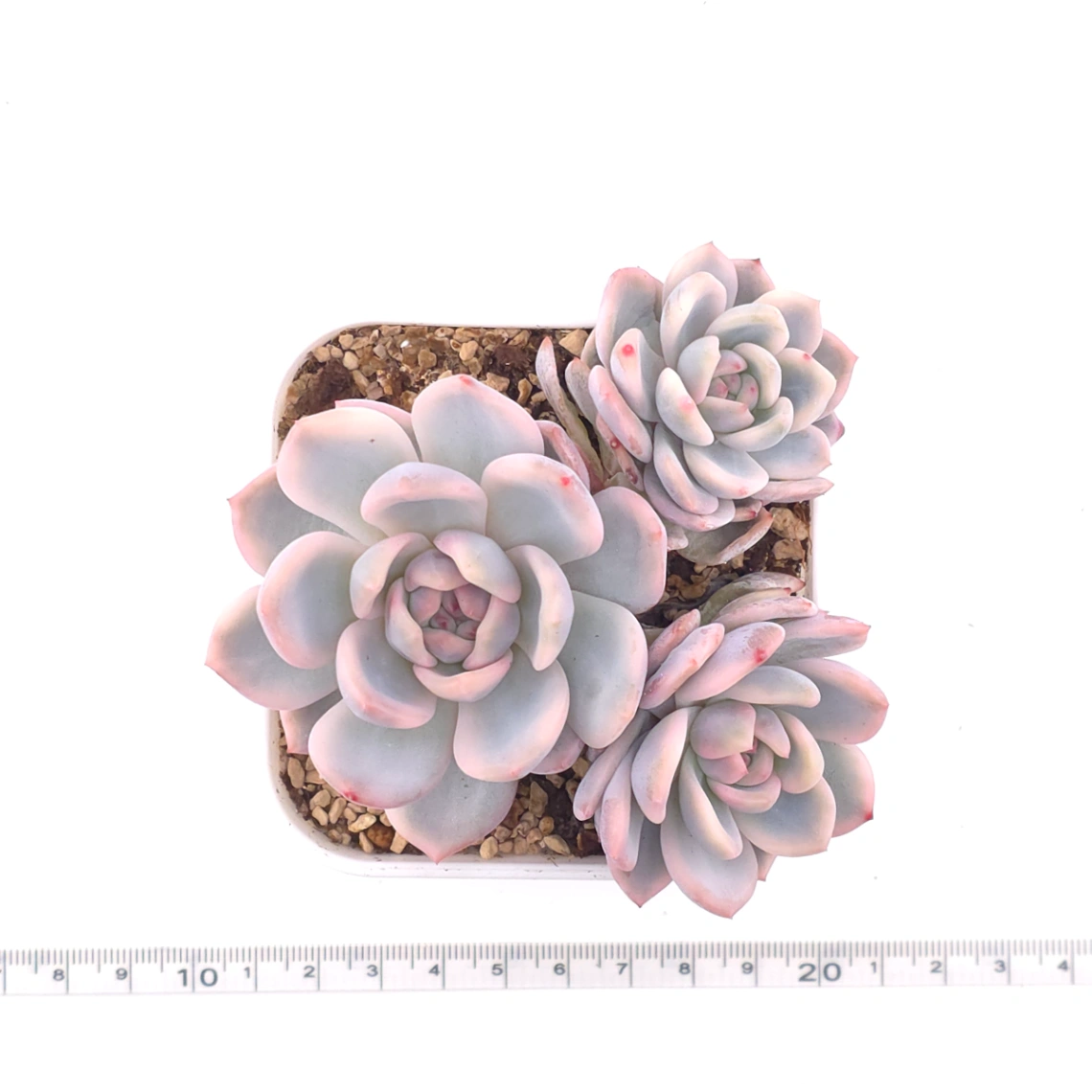 Echeveria ‘Orange Monroe’ variegated | 橙夢露錦 thumbnail 4