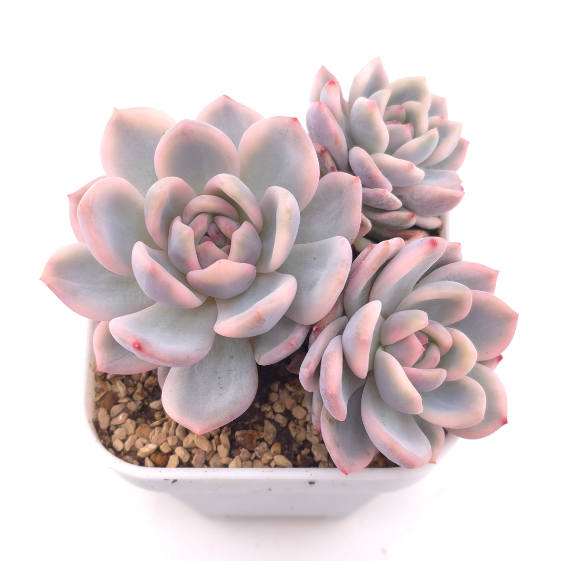 Echeveria ‘Orange Monroe’ variegated | 橙夢露錦 - View 1