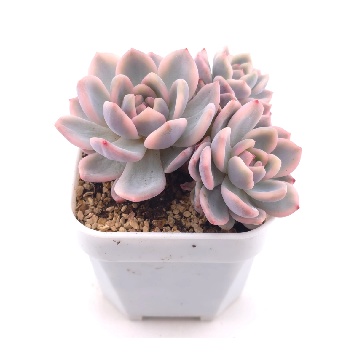 Echeveria ‘Orange Monroe’ variegated | 橙夢露錦 thumbnail 2