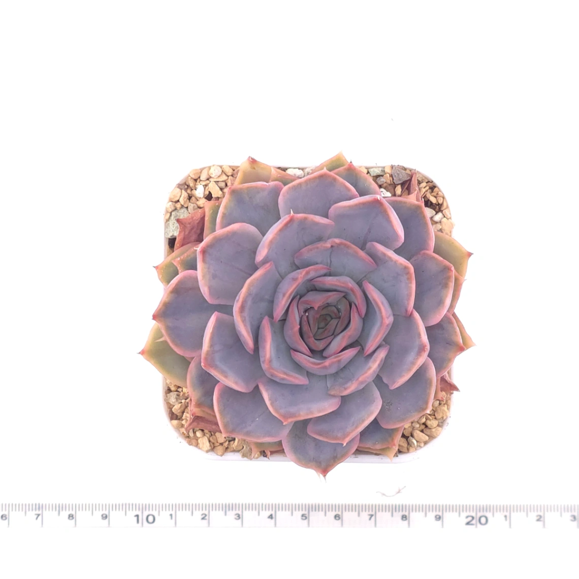 Echeveria ‘Pinky Punky’ | 粉萌 thumbnail 4