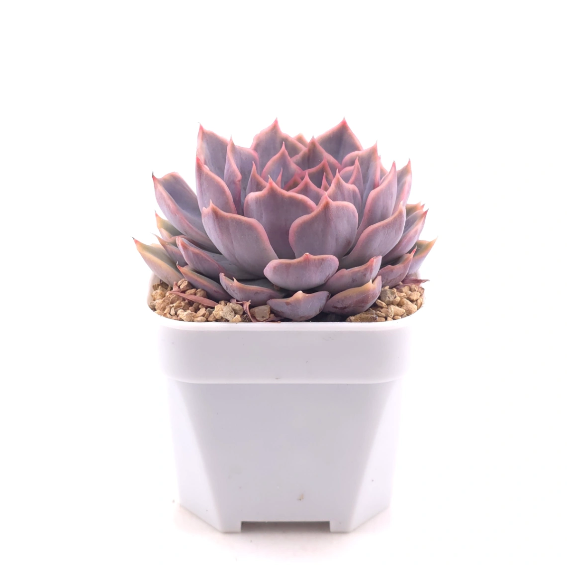 Echeveria ‘Pinky Punky’ | 粉萌 thumbnail 3