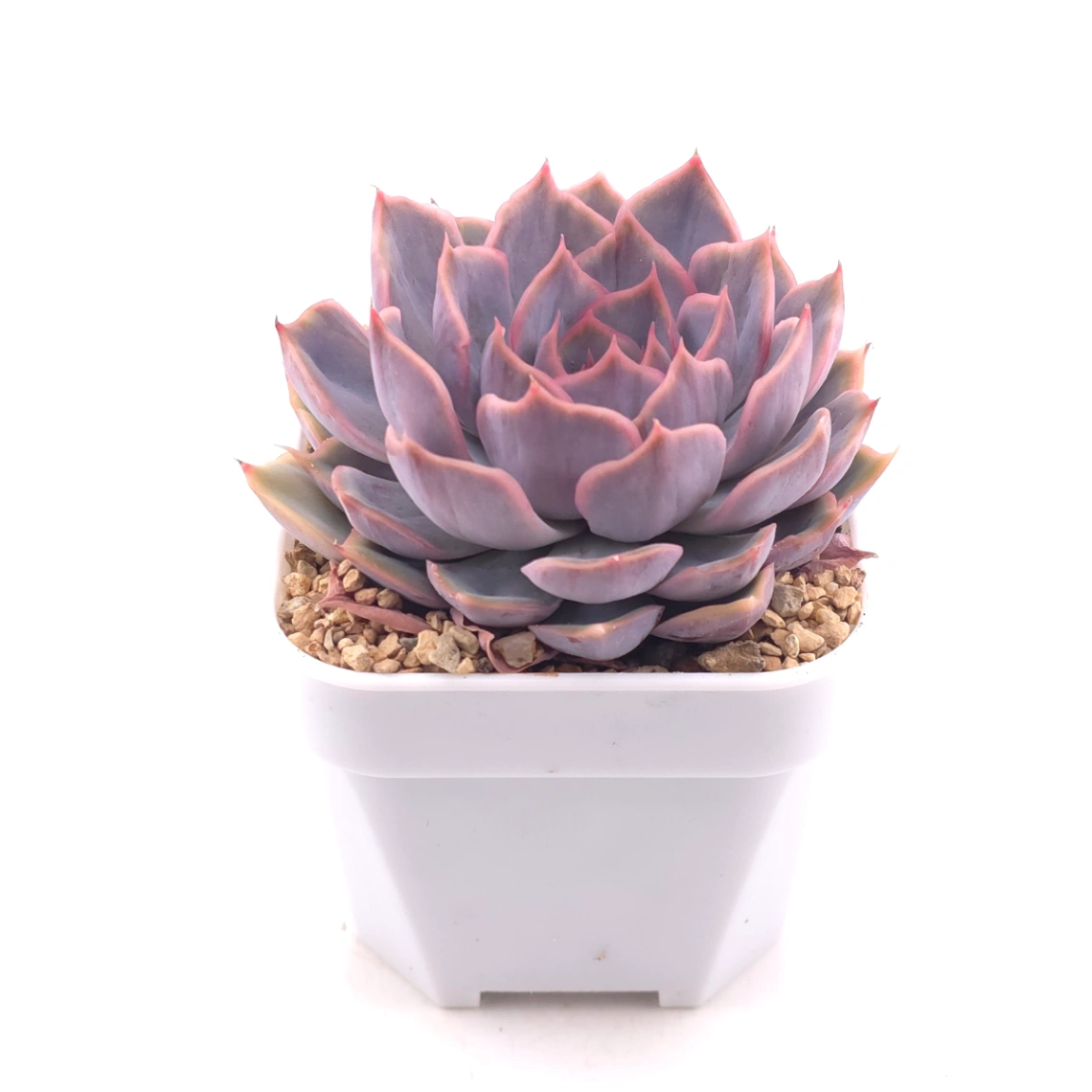 Echeveria ‘Pinky Punky’ | 粉萌 thumbnail 2