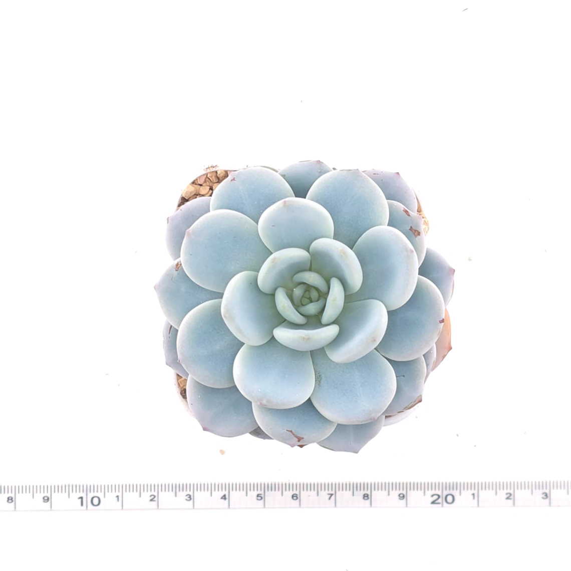 Echeveria 'Snow Angel' | 雪天使 thumbnail 4
