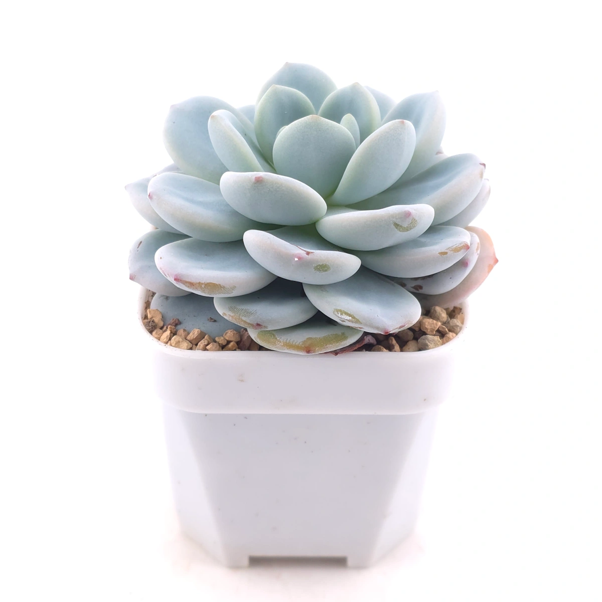 Echeveria 'Snow Angel' | 雪天使 thumbnail 3