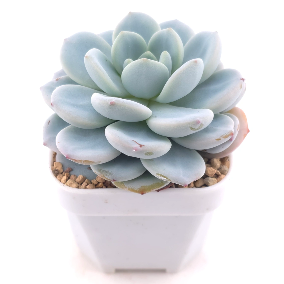 Echeveria 'Snow Angel' | 雪天使 thumbnail 2