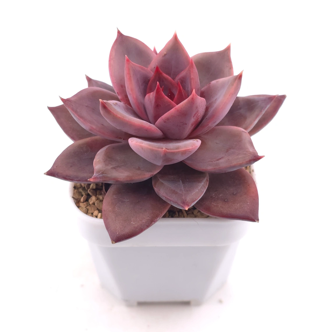 Echeveria ‘Rail Hongyeon’ | 緋紅女王 thumbnail 2