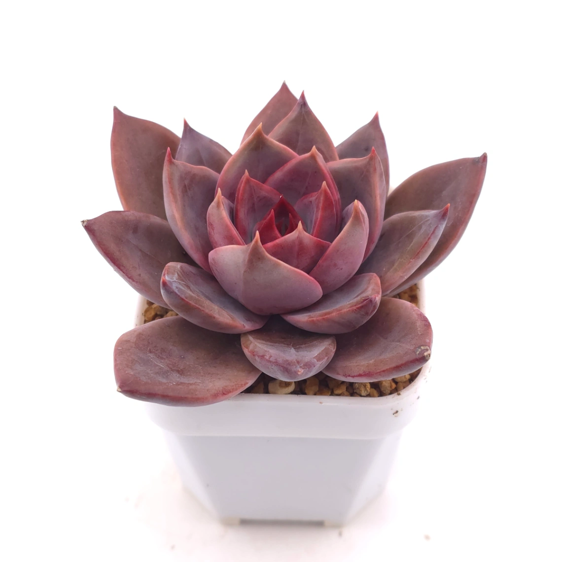 Echeveria ‘Rail Hongyeon’ | 緋紅女王 thumbnail 2
