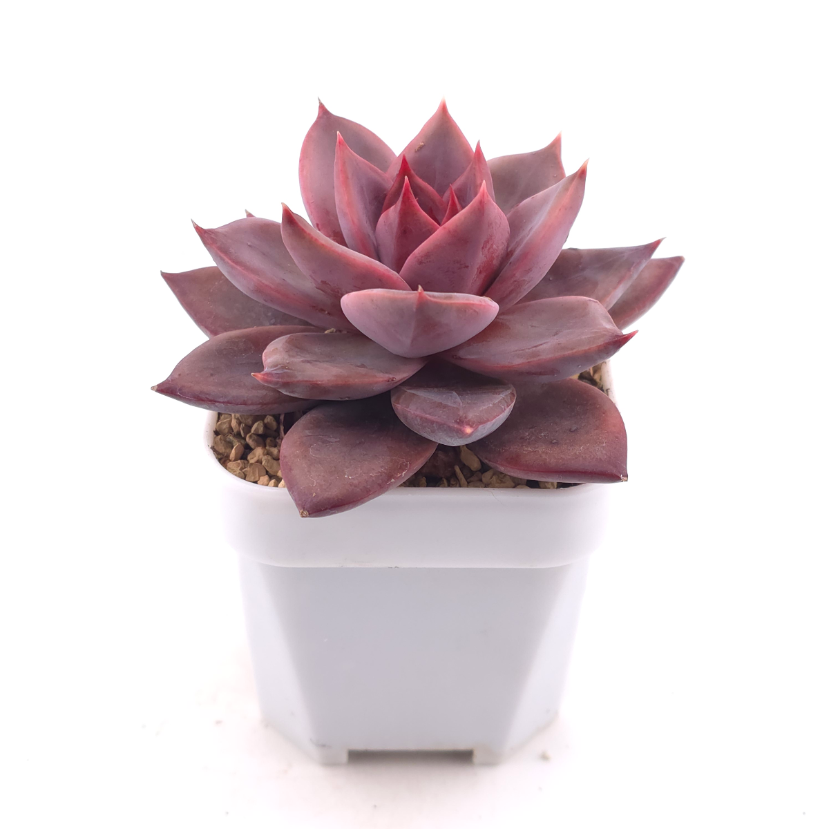 Echeveria ‘Rail Hongyeon’ | 緋紅女王 thumbnail 3