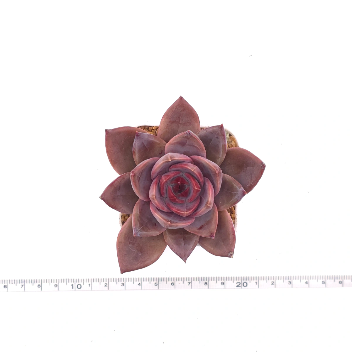Echeveria ‘Rail Hongyeon’ | 緋紅女王 thumbnail 4