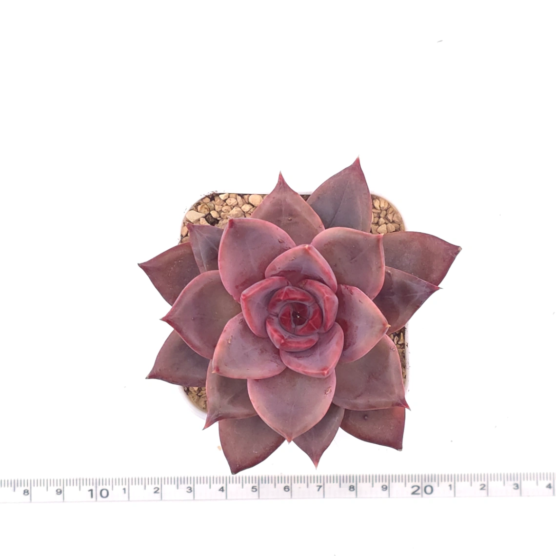 Echeveria ‘Rail Hongyeon’ | 緋紅女王 thumbnail 4