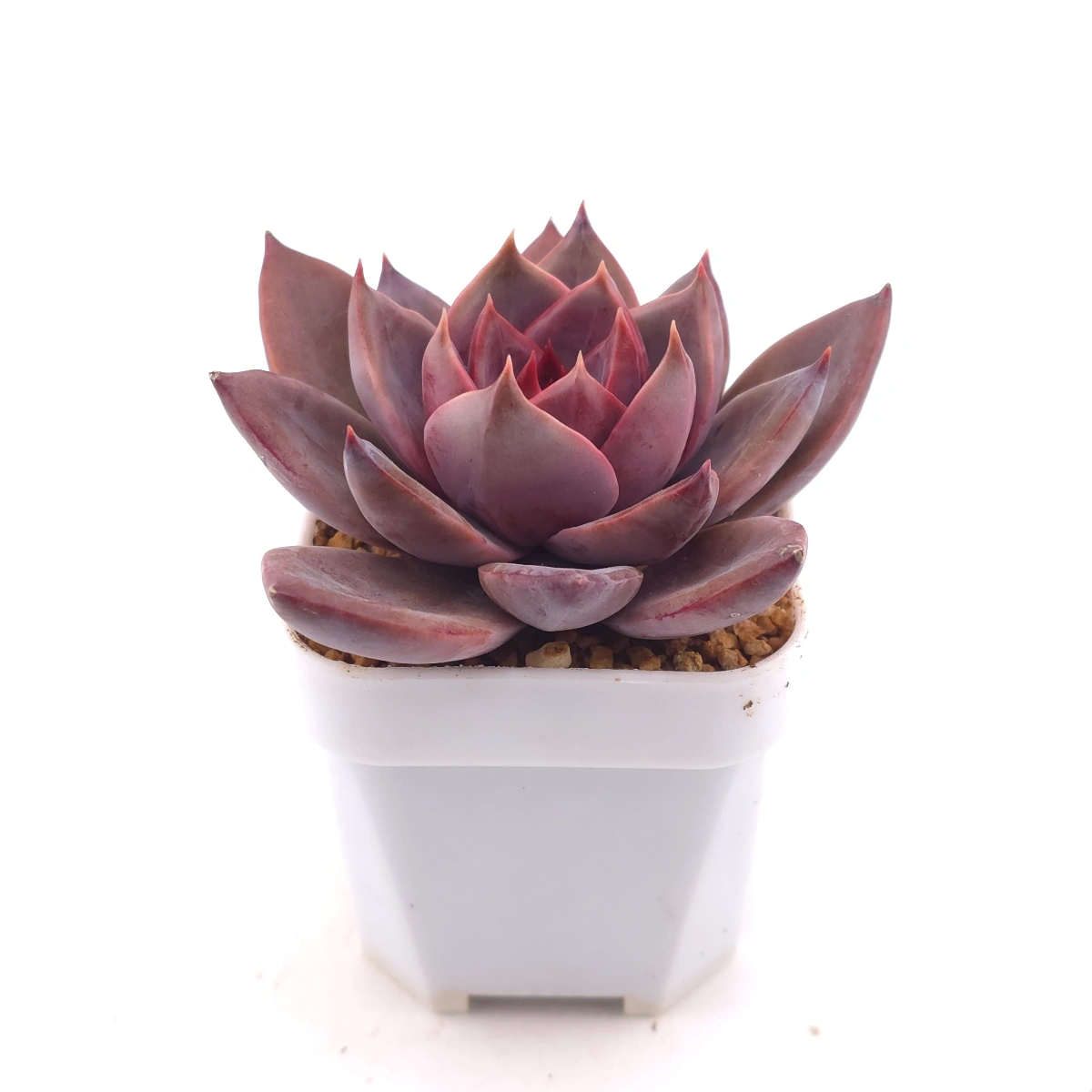 Echeveria ‘Rail Hongyeon’ | 緋紅女王 thumbnail 3