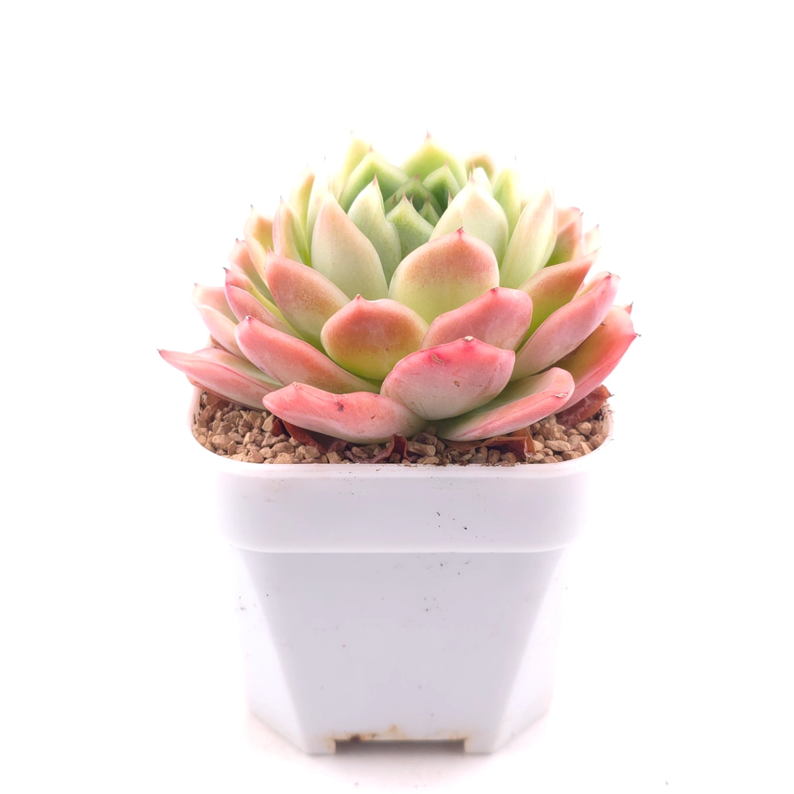 Echeveria ‘Sakula’ | 落櫻 thumbnail 3